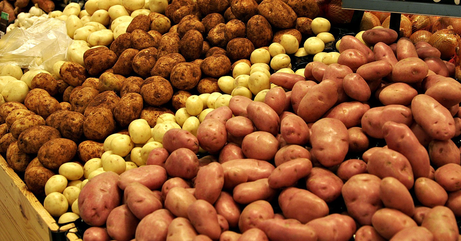 صورة نحو اعتماد آليات تقنية مدروسة كفيلة بامتصاص فائض انتاج محصول البطاطس