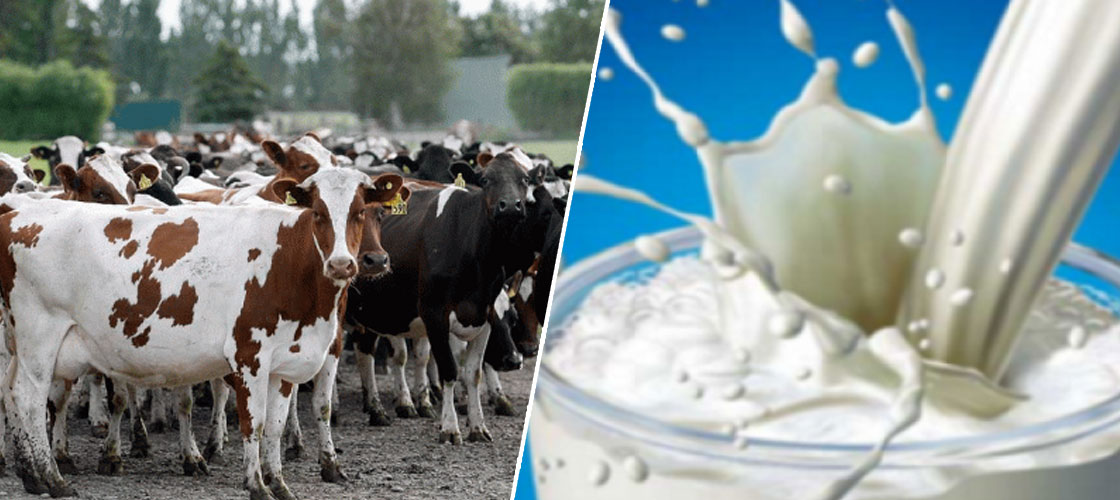 صورة سيدي بلعباس: إنتاج أكثر من 97 مليون لتر من الحليب الطازج خلال 2019