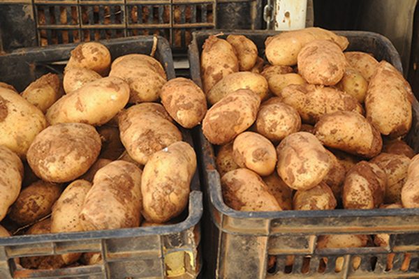 صورة نتائج “مرضية” لتجربة زراعة البطاطس بالدبداب