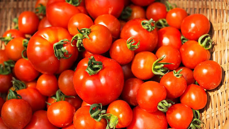صورة تصدير الطماطم الصناعية تدابير تحفيزية لفائدة متعاملي الشعبة