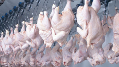 صورة “أوناب” يشرع في تسويق 57 ألف قنطار من الدجاج بسعر 250دج للكيلوغرام