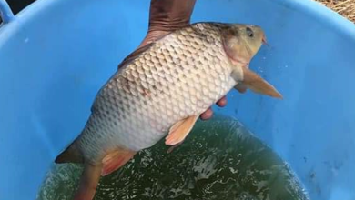 صورة بحيرة “أم غلاس” سمك الشبوط كمضاد طبيعي للبعوض