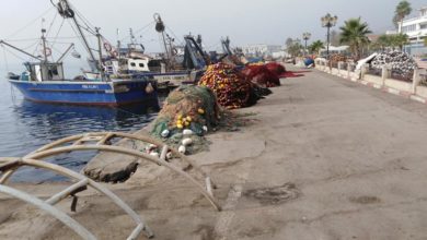 صورة وقف نشاط مسمكة الجزائر العاصمة إلى غاية 11 أغسطس القادم