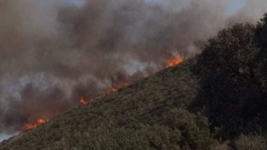 صورة أم البواقي: الحرائق تتلف 95 هكتارا من أشجار غابة “جبل الكرم”