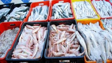 صورة تلمسان: إنتاج أزيد من 8.800 طن من الأسماك خلال 2020