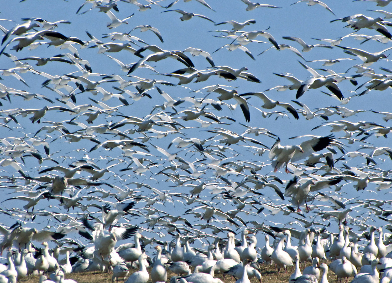 Жизнь мигрирующих птиц. Миграция птиц. Миграция животных и птиц. Популяция птиц. Пролёт птиц.