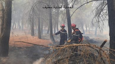 صورة سطيف: وفاة شخص جراء حريق طال غابات و بساتين أشجار مثمرة ببلدية عين السبت
