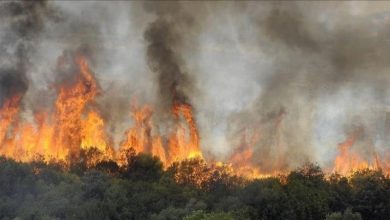 صورة سوق أهراس: وفاة 5 أشخاص من عائلة واحدة جراء حرائق الغابات