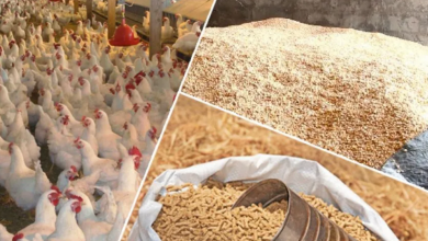 Photo of Ministry of Agriculture: Exempting barley, corn and raw materials used in the manufacture of livestock and poultry feed from value-added tax