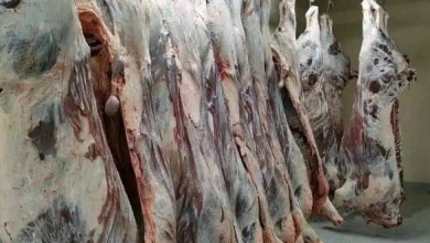 صورة رمضان: “ألفيار” توقع اتفاقيات مع 12 شركة لتوزيع اللحوم الحمراء المستوردة بسعر مسقف 