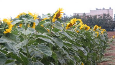 Photo of Algeria to Launch Sunflower Cultivation Program
