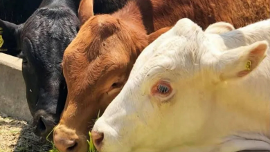 صورة وزارة الفلاحة والتنمية الريفية: الوقف الفوري لاستيراد العجول والأبقار الحية من فرنسا