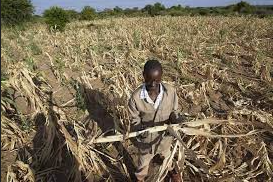 صورة الأمم المتحدة تعلن انضمام زيمبابوي إلى قائمة حالة الطوارئ بسبب الجفاف