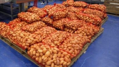 صورة الشروع في تفريغ 15 ألف طن من مخزون البطاطا