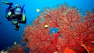 صورة دراسة ملف إعادة فتح استغلال المرجان الأحمر في الجزائر بلغت  مراحل متقدمة