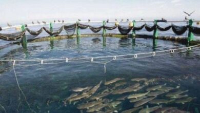 صورة وزارة الصيد البحري تدعو الراغبين في الاستفادة من تحفيزات قانون المالية 2024 الى التقرب من مصالحها 